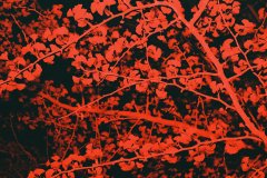 Red-Flash-Photography-on-film-2