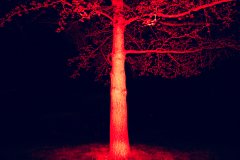 Red-Flash