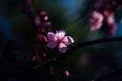 Spring-2
