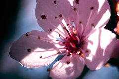 Spring-3